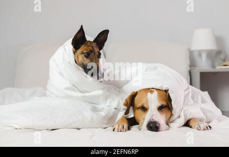 Due cani sonnolenti e divertenti avvolti in coperte bianche in una camera da letto - accogliente, pigro, hangover o concetto di malattia Foto Stock
