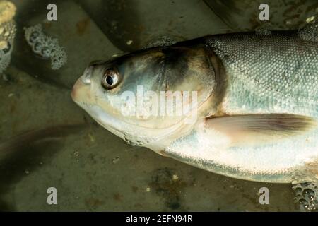 Hypophthalmichthys molitrix o la carpa d'argento è una specie di pesce ciprinide d'acqua dolce, una varietà di carpa asiatica nativa Foto Stock