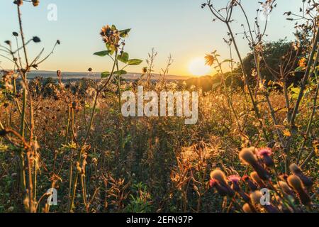 Un meraviglioso tramonto la sera su un prato di fiori tra le piante in un ambiente atmosferico, colpo all'aperto Foto Stock