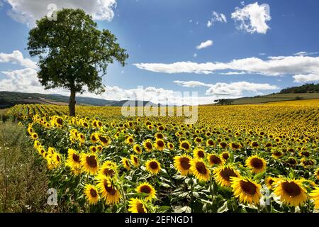 Maestosa vista di un campo di girasoli nel dipartimento Puy de Dome, Auvergne Rodano Alpi, Francia Foto Stock