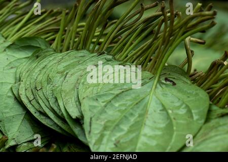 Il betel o Piper Beetle è un vitigno della famiglia Piperaceae, che comprende pepe e kava e Betel foglia è principalmente consumato in Asia Foto Stock