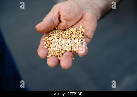 primo piano di mano contadini autentici con grani di grano Foto Stock