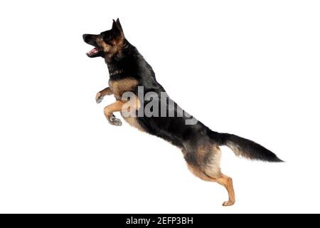 Pastore Tedesco cane palla di cattura in inverno. Cane giocare nella neve e jump per la cattura di un giocattolo Foto Stock