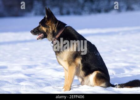 Cane Pastore tedesco in inverno gioco in campo di neve Foto Stock