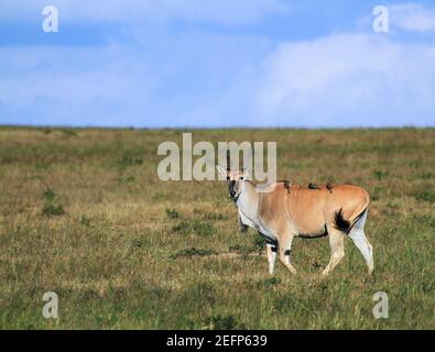 Eland, antilope femminile (Taurotragus oryx) che ruota la coda agli uccelli del bubeccaio sulla sua schiena. Terra comune o meridionale, Maasai Mara National Reserve, Kenya Foto Stock