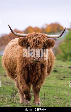 Bestiame longhorn dai capelli lunghi sul prato in hessen, germania Foto Stock