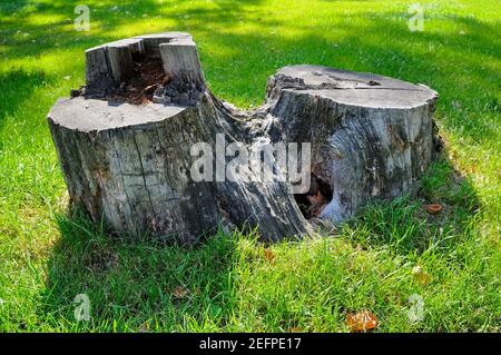 Un vecchio ceppo di alberi su uno sfondo di erba verde in un parco estivo. Foto Stock