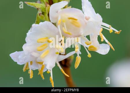 Macro shot di fiori di porpus honeysuckle (lonicera x purpursii) Foto Stock