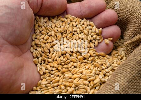 Uomo che tiene grani di grano da un sacco in mano. Semi di cereali in mani maschili. Primo piano di grano. Foto Stock
