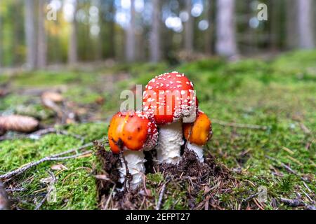 muscaria avvelenosa amanita muscaria fungo su terreno forestale in autunno, germania Foto Stock