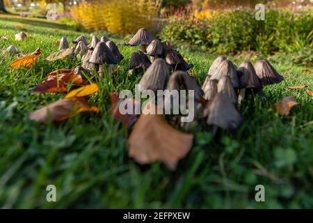 Mazzo di funghi inocibe (Inocybe patouillardi) che crescono su erba verde Foto Stock