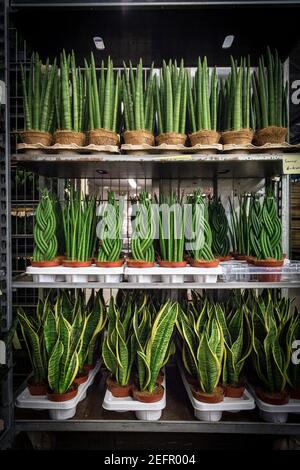 Mercato dei fiori e delle piante a Brema, Germania Foto Stock