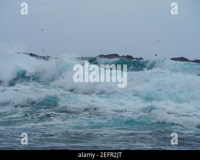 Onde che si infrangono e si infrangono, uno stormo di uccelli volanti che si sciamano e si spargono intorno al mare e alle rocce blu scuro, Australia Foto Stock