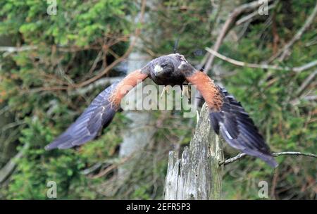 Harris's Hawk nel Regno Unito Foto Stock