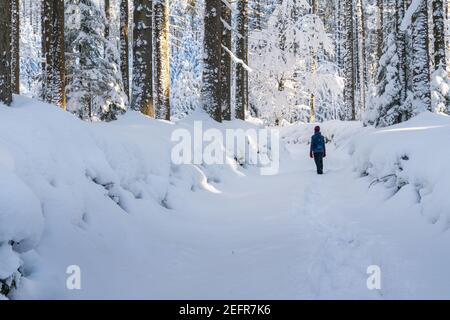 Donna escursionista sul sentiero attraverso la foresta invernale con un sacco di neve. La luce dorata splende attraverso gli alberi. Bella scena invernale. Montagne Beskid Foto Stock