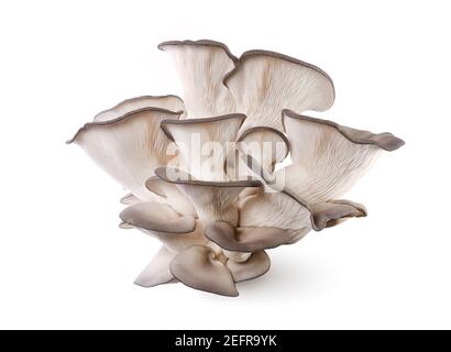 I funghi di Re Oyster, il Pleurotus eryngii, noto anche come funghi tromba del Re o funghi corni francesi, isolati su sfondo bianco dello studio. Foto Stock