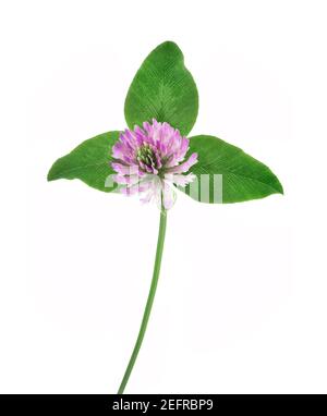 Trifoglio rosso, Trifolium pratense. Primo piano artistico di un fiore viola con tre foglie verdi. Pianta erbacea, fiorente. Erba medicinale, vista frontale Foto Stock