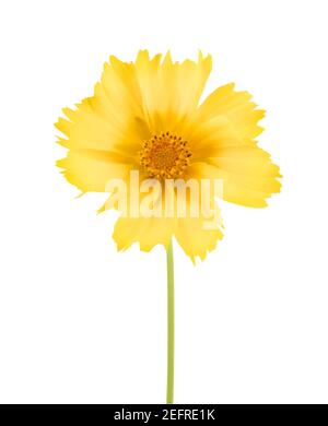 Giallo Cosmos sulfureus fiore vista frontale closeup. Cosmos di zolfo, Cosmos di zolfo, Aster messicano, fiore giallo daisy-like. Isolamento artistico di primo piano Foto Stock