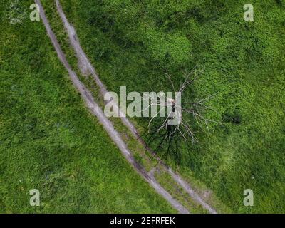 In alto verso il basso guardare al collegamento di sentieri tra erba, cespugli e alberi Foto Stock