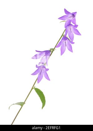 Fiori viola a forma di campana su un gambo. Fiori di campana striscianti, rapuncloides di Campanula, fiori poco traslucidi. Primo piano artistico isolato su stallone bianco Foto Stock