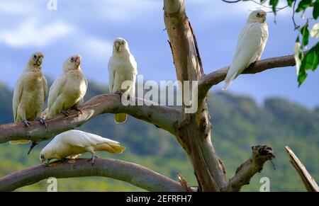 Un gruppo di piccola Corella (Cacatua sanguinea) nei rami di un albero di eucalipto e Aire River West Camping Ground, Capo Otway, Victoria, Australia Foto Stock