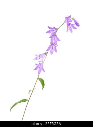 Fiori viola su un gambo. Fiori di campana striscianti, rapuncloides di Campanula, piccoli fiori a campana traslucidi. Pianta artistica primo piano isolato su Foto Stock