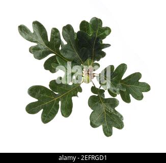 Closeup di foglie verdi di Garry Oak ramo con un acorn al centro. Quercia canadese originaria della British Columbia. Isolato su studio bianco b Foto Stock