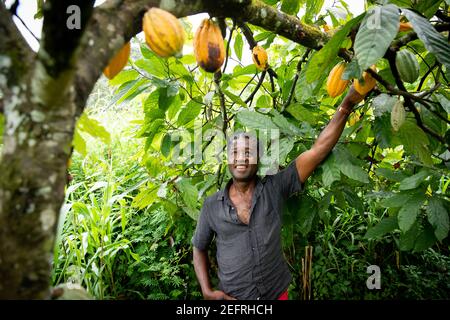 L'agricoltore africano guarda soddisfatto dei suoi semi di cacao del piante della sua piantagione Foto Stock