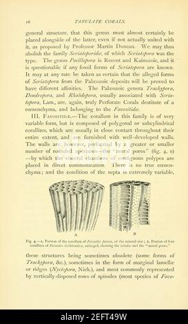 Sulla struttura e sulle affinità dei ''Tabulate Corals'' di Il periodo paleozoico (pagina 16) Foto Stock