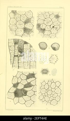 Sulla struttura e sulle affinità dei ''Tabulate Corals'' di Il periodo paleozoico Foto Stock