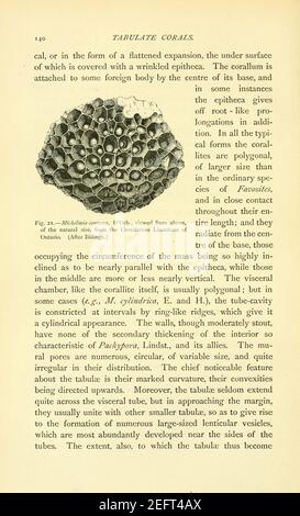 Sulla struttura e sulle affinità dei ''Tabulate Corals'' di Il periodo paleozoico (pagina 140) Foto Stock