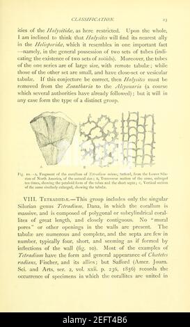 Sulla struttura e sulle affinità dei ''Tabulate Corals'' di Il periodo paleozoico (pagina 23) Foto Stock