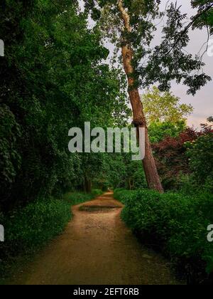 Lungo percorso con piccolo puddle in foresta tra alberi e. boccole Foto Stock