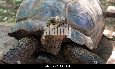 Tartaruga africana gigante Aldabra su un'isola nell'Oceano Indiano. Foto Stock