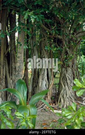 Banyan Tree, Meerufenfushi - Maldive 1987 (Foto su film fotografico) Foto Stock