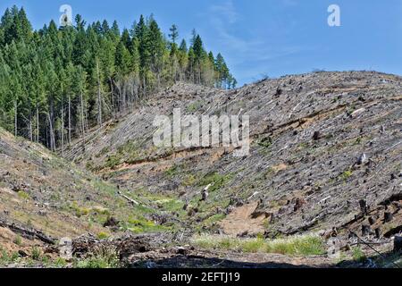 Sito di registrazione Clearcut, Douglas Fir & Ponderosa Pine, Oregon sud-occidentale. Foto Stock