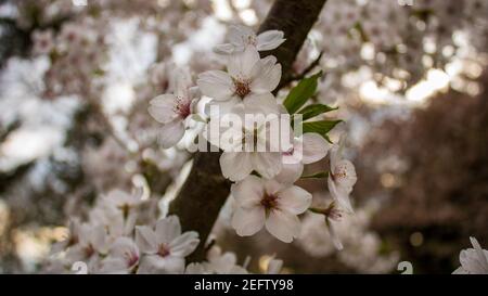 Bella fioritura di mandorle bianche (Prunus dulcis) in primavera, primo piano su sfondo sfocato Foto Stock