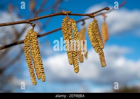 Catkins che crescono su un cespuglio di nocciole (Corylus avellana) sotto il sole primaverile. Foto Stock