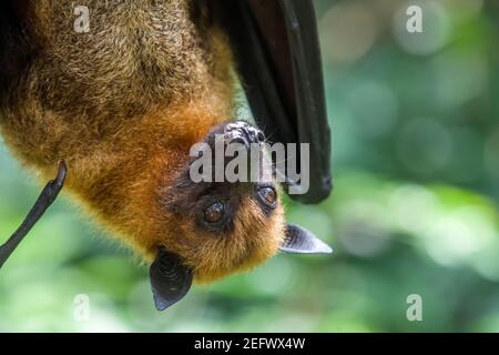 L'immagine closeup della volpe volante malese (Pteropus vampyrus). Una specie del sud-est asiatico di megabat, si nutre principalmente di fiori, nettare e frutta. Foto Stock