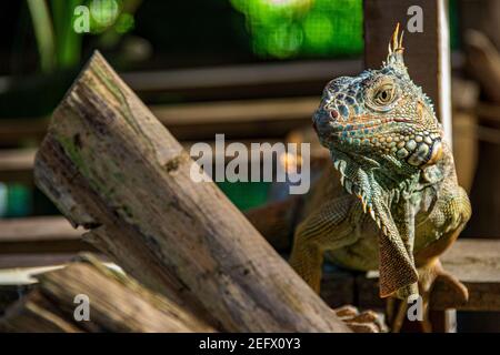 Iguana verde del Green Iguana Progetto di Conservazione in San Ignacio, il Belize Foto Stock