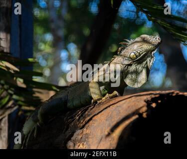 Iguana verde del Green Iguana Progetto di Conservazione in San Ignacio, il Belize Foto Stock