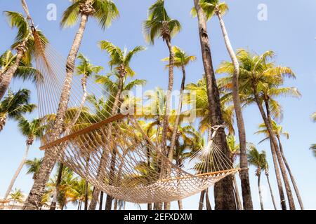 Vista ad angolo basso di un'amaca in un Palm Grove, Porto Rico Foto Stock