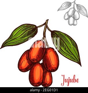 Icona di schizzo a colori di bacche di jujoba. Disegno botanico vettoriale di mazzo di frutta di jujube o fibbone di jujuba cinese con foglia per il succo o dessert di marmellata o. Illustrazione Vettoriale