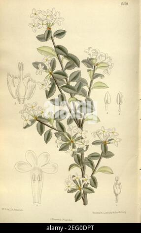 Osmanthus delavayi 138-8459. Foto Stock