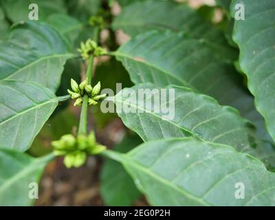 Boccioli di fiori di caffè robusta su piante di alberi con verde naturale foglia sullo sfondo Foto Stock