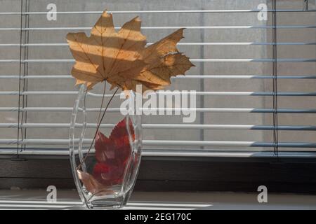 Foglie di acero giallo in piedi e rosso in acero autunno secco in vaso di vetro trasparente. Vase si trova sul davanzale contro lo sfondo di finestra polverosa con Bro Foto Stock