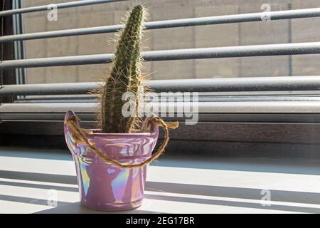 Soffici mini cactus in un vaso decorativo rosa in piedi alla luce del sole dalla finestra dietro le persiane attraverso il quale può vedere la struttura in cemento. Foto Stock