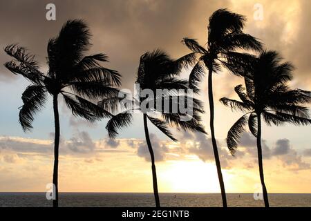 Tramonto leggermente arancione in una giornata molto nuvolosa. Vista attraverso le quattro palme sull'isola hawaiana di Oahu. Foto Stock