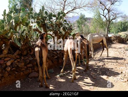 Un cammello che mangia cactus prickly nella regione di Tigray nel nord dell'Etiopia. Foto Stock