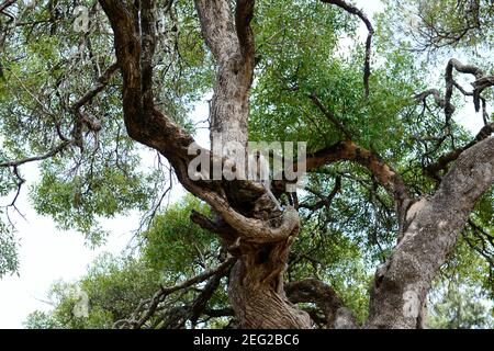 Una scimmia Grivet a Tigray, Etiopia. Foto Stock